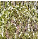 Scrapbooking paper collection "Country winter", 20x20cm, 200g/ m2, 10 double-sided sheets, ZS