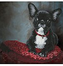 Izšūšanas komplekts krustdūrienā "The French Ace", 27x27 cm