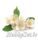 SAPOLINA aromātiskā eļļa ziepju izgatavošanai, 10ml, jasmīnu aromāts