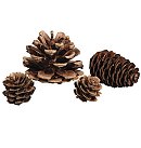 Komplekts ar dabīgiem priežu, egļu un lapegļu čiekuriem, 2.5-6cm, 25 gab., ZS