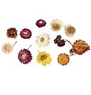 Kaltētu salmeņu ziedi, iepak. 10g, dažādas krāsas