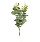Eikalipta zariņš, garums 34 cm, 1 gab.