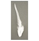 Dekoratīvas spalvas, 10-15cm, 2g, baltas