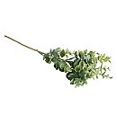 Buksusa zariņš, garums 40cm, 1 gab.