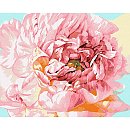 Komplekts gleznošanai pēc numuriem "Gentle peony ©Ira Volkova", audekls uz apakšrāmja, 40x50cm