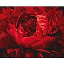 Komplekts gleznošanai pēc numuriem "An exquisite flower", audekls uz apakšrāmja, 40х50cm