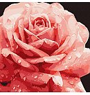 Komplekts gleznošanai pēc numuriem "Perfect rose ©art_selena_ua", audekls uz apakšrāmja, 40х40cm