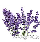 SAPOLINA aromātiskā eļļa ziepju izgatavošanai, 10ml, lavandas aromāts