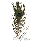 Pāva spalvas, 25 cm, 3 gab.