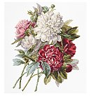 Izšūšanas komplekts krustdūrienā "The Peonies", 22,5x28,5 cm