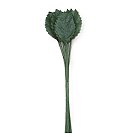 Rožu lapiņas auduma M, 2,4x3,7 cm, dark green, 12 lapas buntē