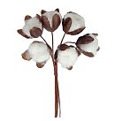 Kokvilnas ziedi mazie, D: 18x16 mm, brown-white, 6 ziedi buntē