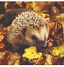 Salvetes dekupāžai, 33x33 cm, 2 gb, "Hedgehog in the wild"
