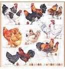 Salvetes dekupāžai, 33x33 cm, 2 gb, "Poulets"