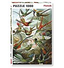 Puzle "Haeckel - Les Colibris", PIATNIK 1000 daļas