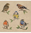 Salvetes dekupāžai "Recycled Bird species nature", 33x33cm, 2 gab.