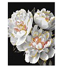 Komplekts gleznošanai pēc numuriem "Snow-white buds with metallic paints", audekls uz apakšrāmja, 30x40cm