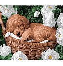 Set for painting by numbers, "A sleeping poodle", canvas on a stretcher, 30х40cm