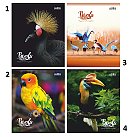 Līniju klade "BIRDS", 48 lapas
