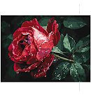 Komplekts gleznošanai pēc numuriem, "Rose in the rain", audekls uz apakšrāmja, 30х40cm